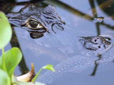 Pantanal05