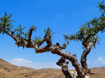 Salalah 08 Frankincense Tree