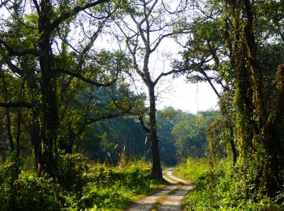 Chitwan 03